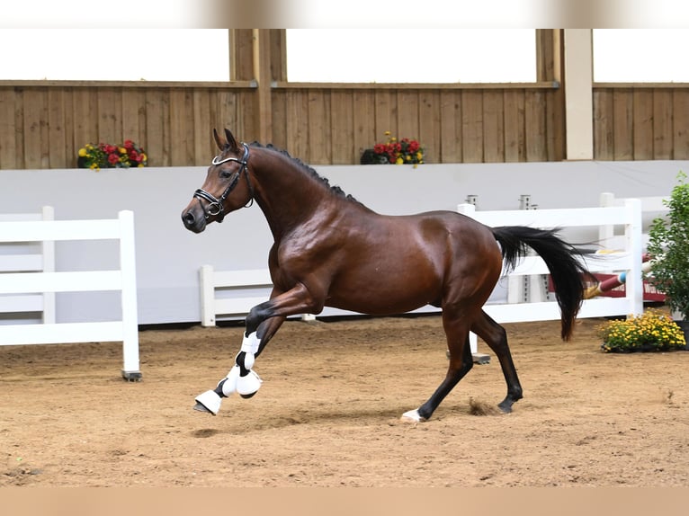 Duitse rijpony Hengst 2 Jaar Bruin in Gomadingen