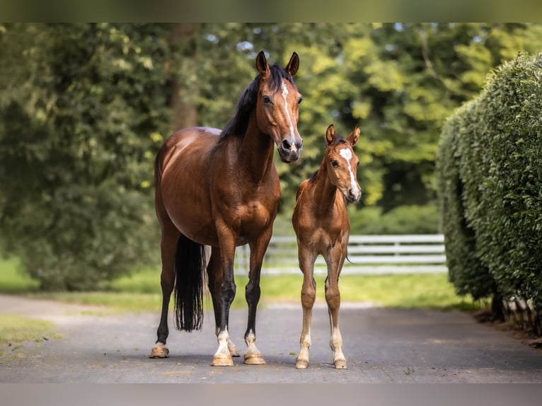 Duitse rijpony Hengst 2 Jaar Bruin in Galenberg
