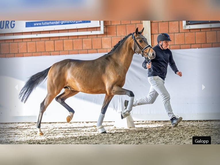 Duitse rijpony Hengst 2 Jaar Bruin in Mönchengladbach