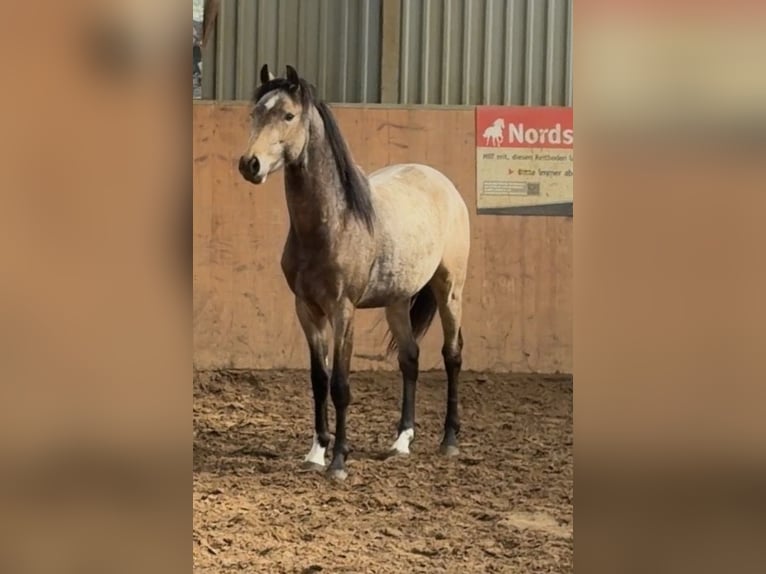 Duitse rijpony Hengst 2 Jaar Buckskin in Achim
