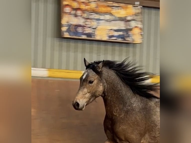 Duitse rijpony Hengst 2 Jaar Buckskin in Achim