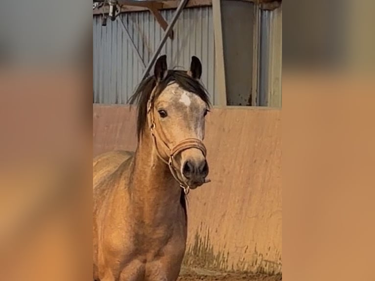 Duitse rijpony Hengst 2 Jaar Buckskin in Achim