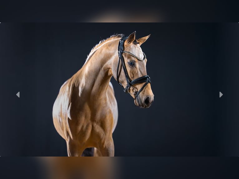 Duitse rijpony Hengst 2 Jaar Buckskin in Mönchengladbach