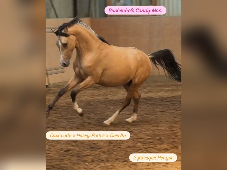 Duitse rijpony Hengst 2 Jaar Buckskin in Achim