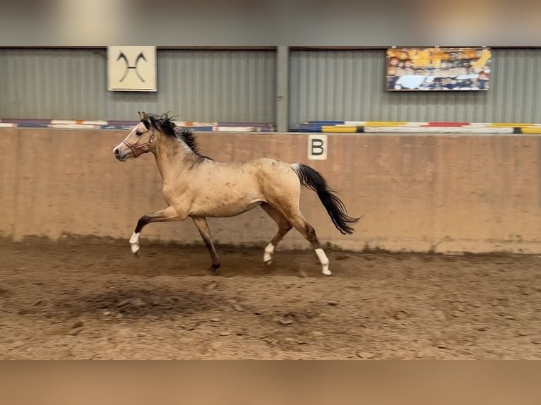 Duitse rijpony Hengst 2 Jaar Buckskin in Achim