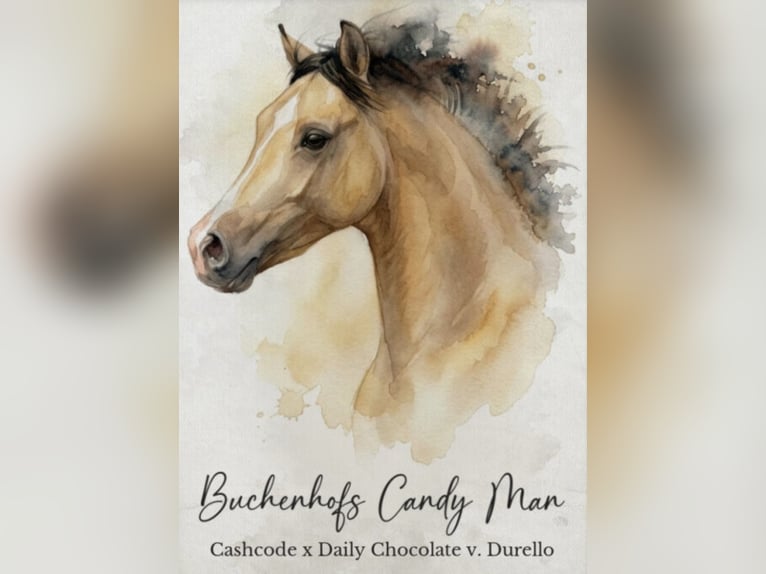 Duitse rijpony Hengst 2 Jaar Buckskin in Achim
