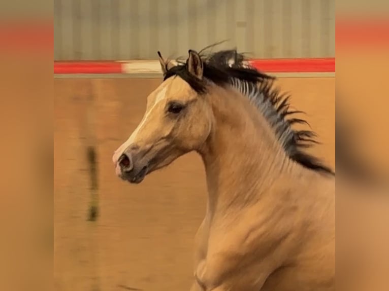 Duitse rijpony Hengst 2 Jaar Buckskin in Achim