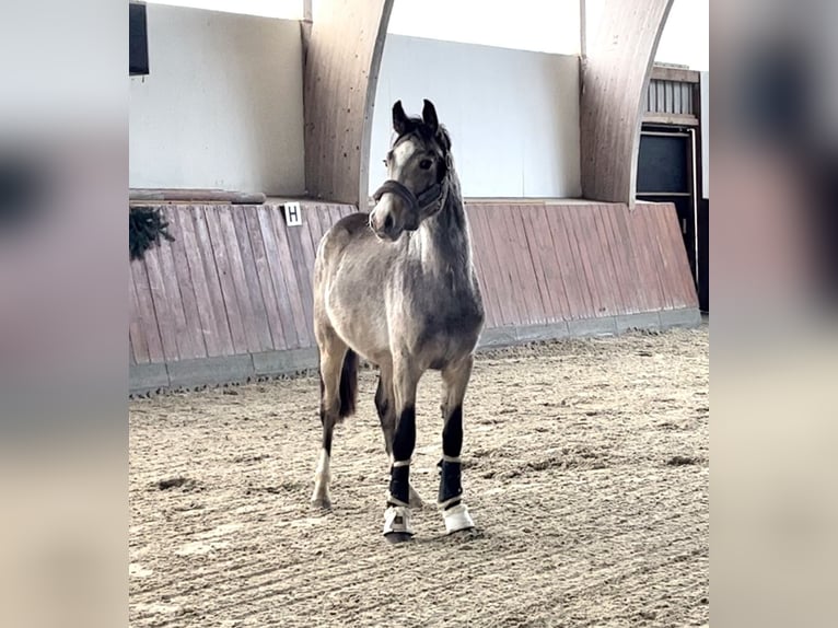 Duitse rijpony Hengst 2 Jaar Buckskin in Breiholz