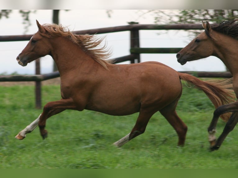 Duitse rijpony Hengst 2 Jaar in Erwitte