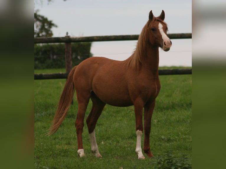Duitse rijpony Hengst 2 Jaar in Erwitte