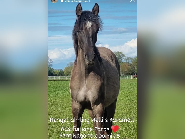 Duitse rijpony Hengst 2 Jaar Grullo in Stuhr