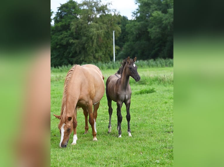 Duitse rijpony Hengst 2 Jaar Grullo in Stuhr