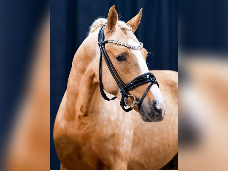 Duitse rijpony Hengst 2 Jaar Palomino in Dötlingen