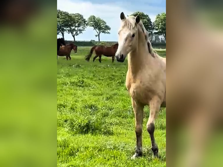 Duitse rijpony Hengst 2 Jaar Palomino in Friesack