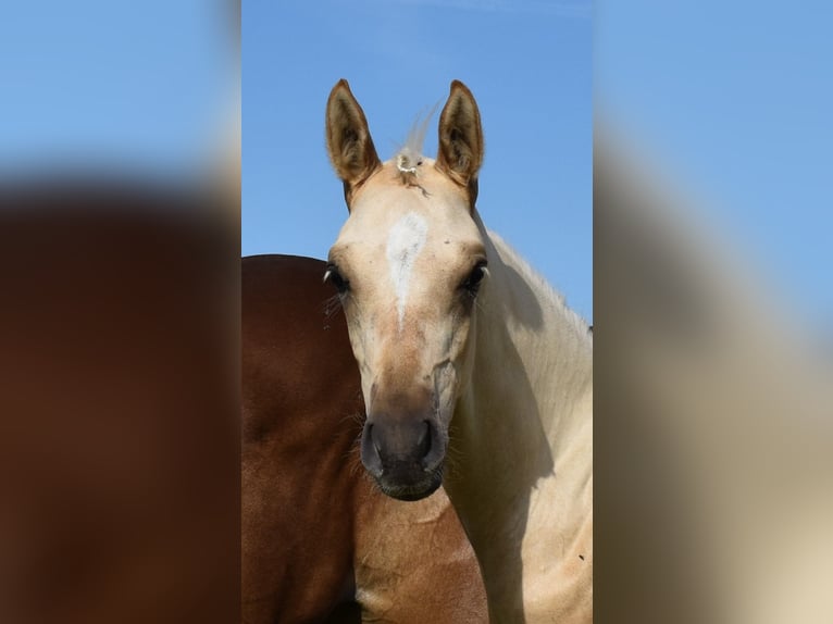 Duitse rijpony Hengst 2 Jaar Palomino in Gilgenberg