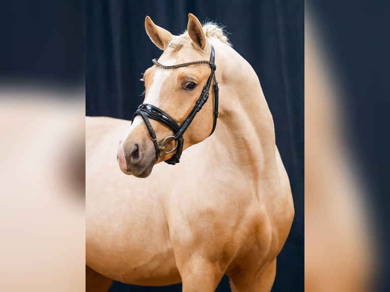 Duitse rijpony Hengst 2 Jaar Palomino in Hesel