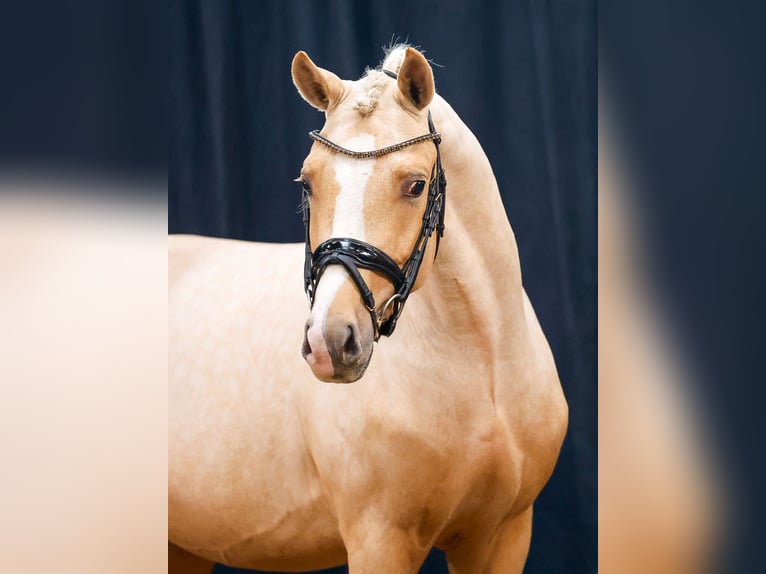 Duitse rijpony Hengst 2 Jaar Palomino in Hesel