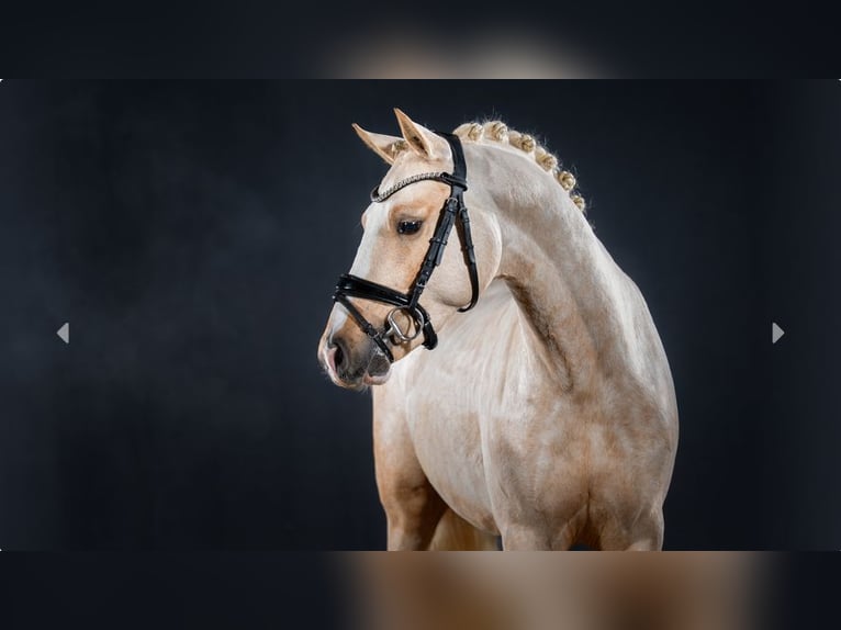 Duitse rijpony Hengst 2 Jaar Palomino in Mönchengladbach