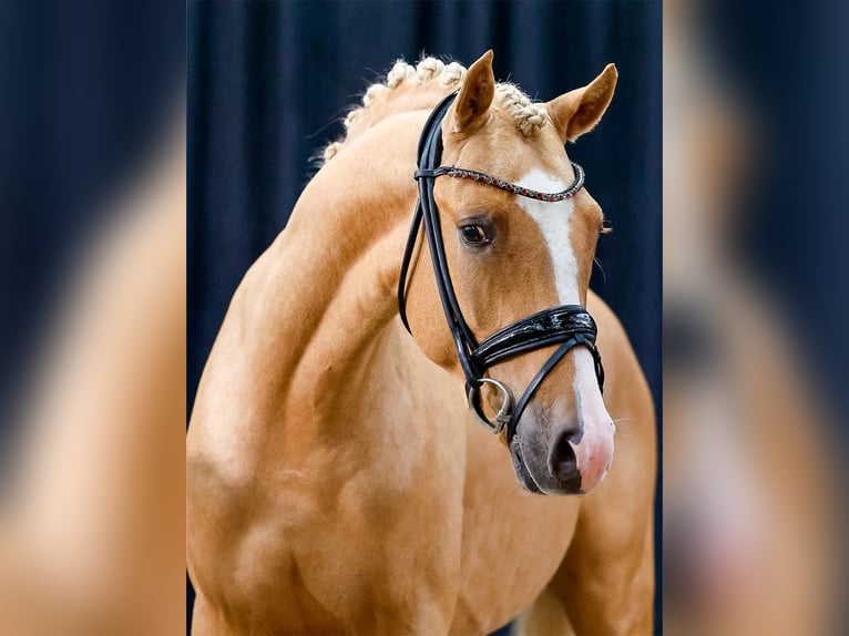 Duitse rijpony Hengst 2 Jaar Palomino in Vettweiß