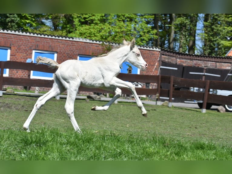 Duitse rijpony Hengst 2 Jaar Perlino in Münster