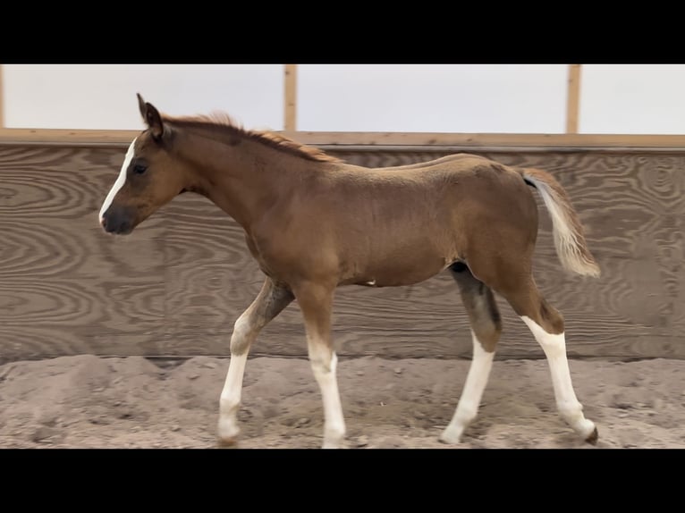 Duitse rijpony Hengst 2 Jaar Vos in Thüngen
