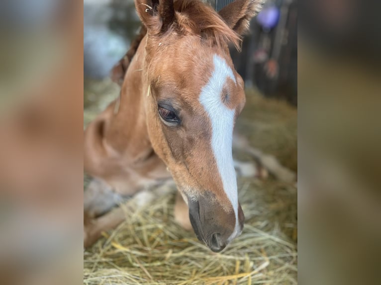 Duitse rijpony Hengst 2 Jaar Vos in Montabaur