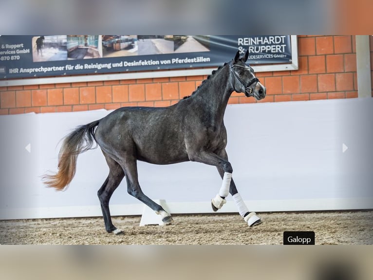 Duitse rijpony Hengst 2 Jaar Zwartschimmel in Mönchengladbach