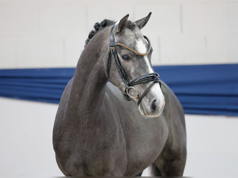 Duitse rijpony Hengst 3 Jaar 137 cm Schimmel in Marsberg