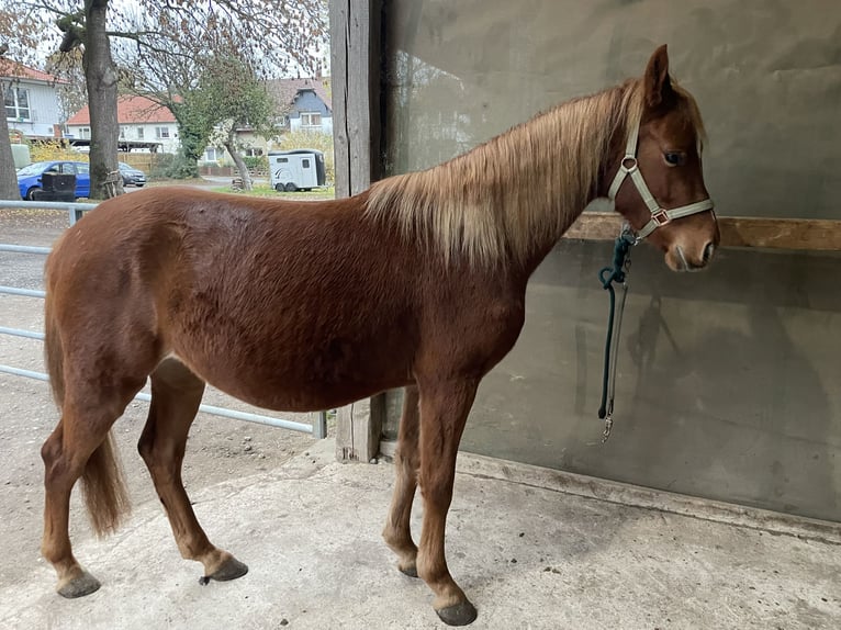 Duitse rijpony Hengst 3 Jaar 137 cm Vos in Wunstorf