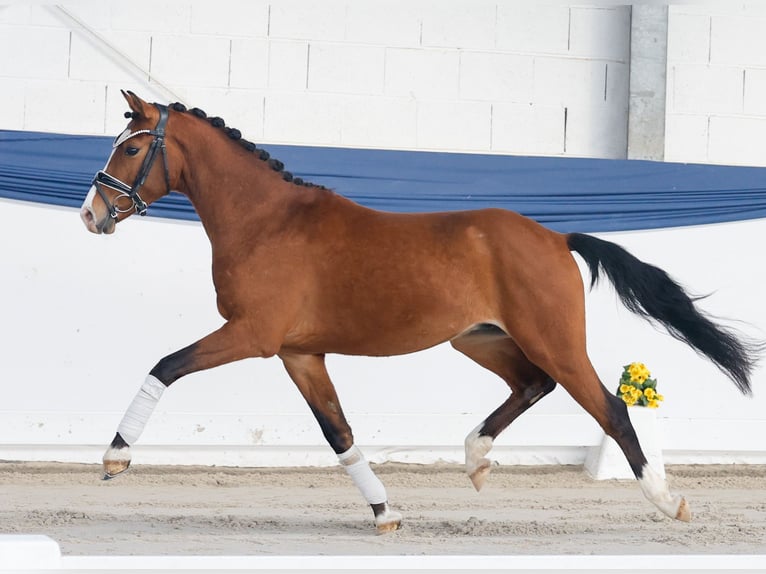 Duitse rijpony Hengst 3 Jaar 140 cm Bruin in Marsberg