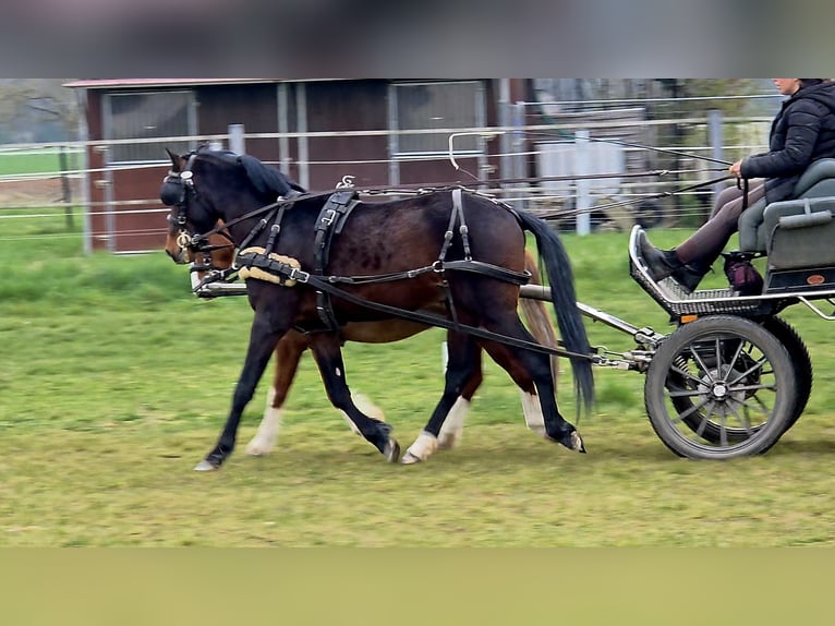 Duitse rijpony Hengst 3 Jaar 142 cm Bruin in Einhausen