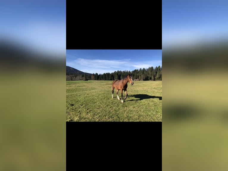 Duitse rijpony Hengst 3 Jaar 144 cm Bruin in Fischbachau