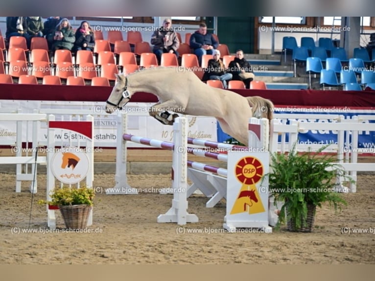 Duitse rijpony Hengst 3 Jaar 144 cm Cremello in Rosenau