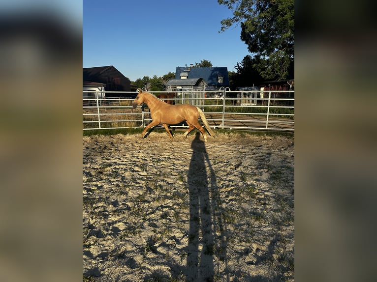 Duitse rijpony Hengst 3 Jaar 144 cm Palomino in Jembke