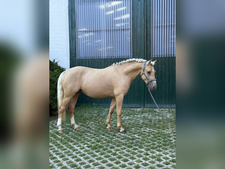 Duitse rijpony Hengst 3 Jaar 144 cm Palomino in Jembke