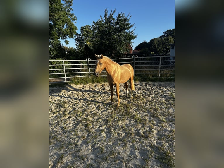 Duitse rijpony Hengst 3 Jaar 144 cm Palomino in Jembke