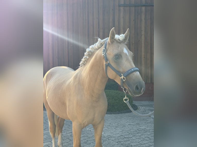 Duitse rijpony Hengst 3 Jaar 144 cm Palomino in Jembke