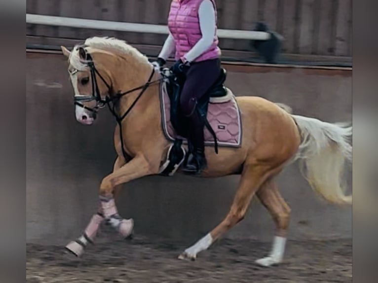 Duitse rijpony Hengst 3 Jaar 144 cm Palomino in Ubstadt-Weiher