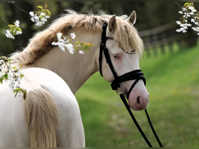 Duitse rijpony Hengst 3 Jaar 144 cm Perlino in Rehburg-Loccum Münchehagen