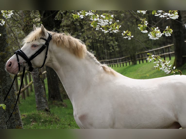 Duitse rijpony Hengst 3 Jaar 144 cm Perlino in Rehburg-Loccum Münchehagen