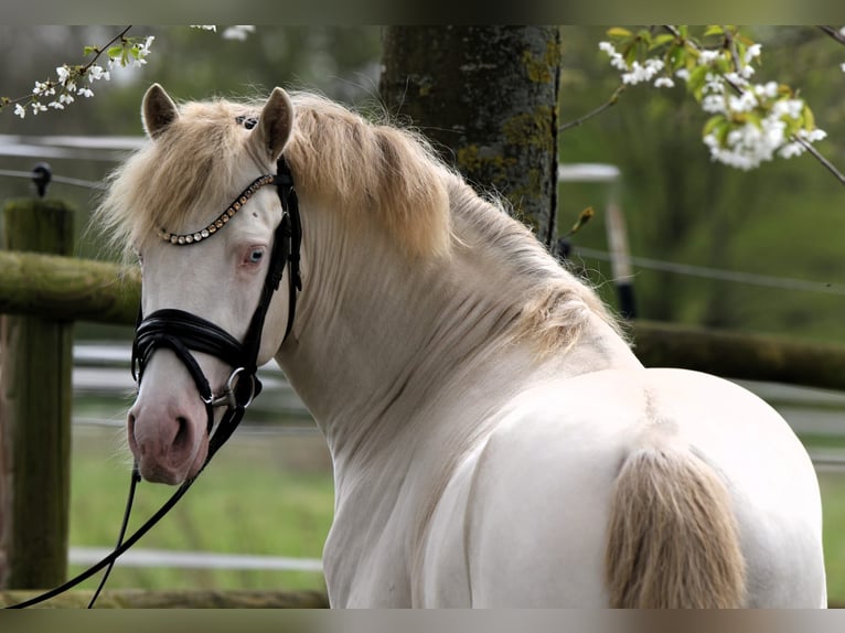 Duitse rijpony Hengst 3 Jaar 144 cm Perlino in Rehburg-Loccum Münchehagen