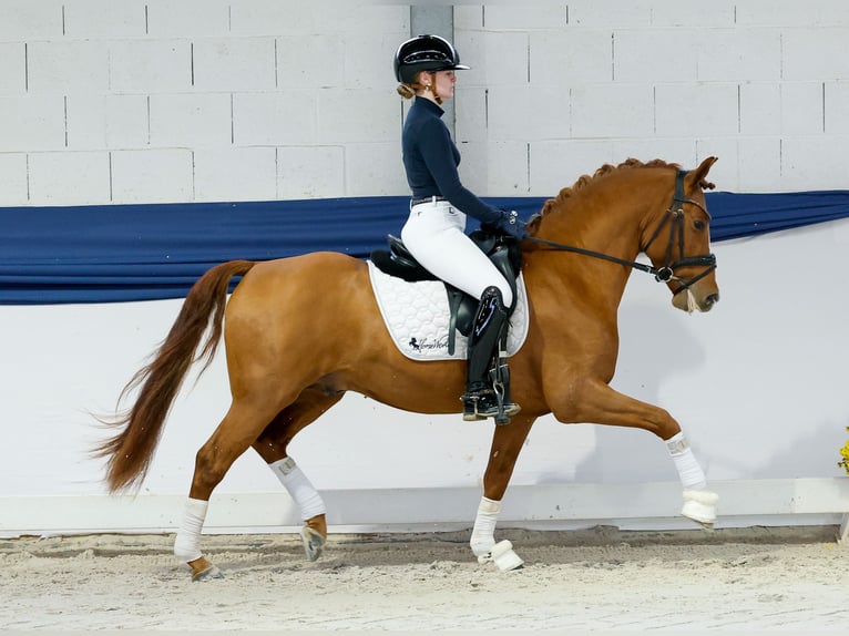 Duitse rijpony Hengst 3 Jaar 144 cm Vos in Marsberg Duitse rijpony Hengst 3 Jaar 144 cm Vos in Marsberg