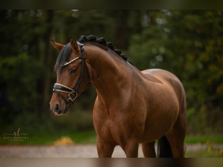 Duitse rijpony Hengst 3 Jaar 145 cm Bruin in Wehringen