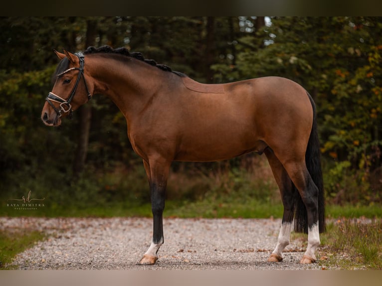 Duitse rijpony Hengst 3 Jaar 145 cm Bruin in Wehringen