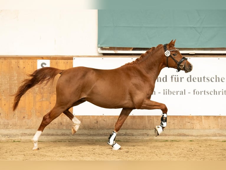 Duitse rijpony Hengst 3 Jaar 145 cm Donkere-vos in Ahrensburg