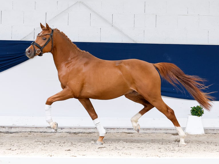 Duitse rijpony Hengst 3 Jaar 145 cm Donkere-vos in Marsberg
