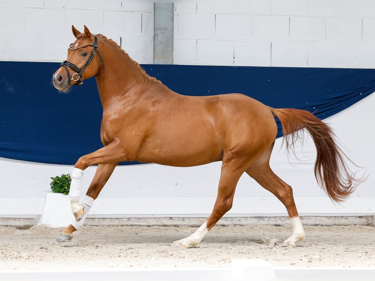 Duitse rijpony Hengst 3 Jaar 145 cm Donkere-vos in Marsberg