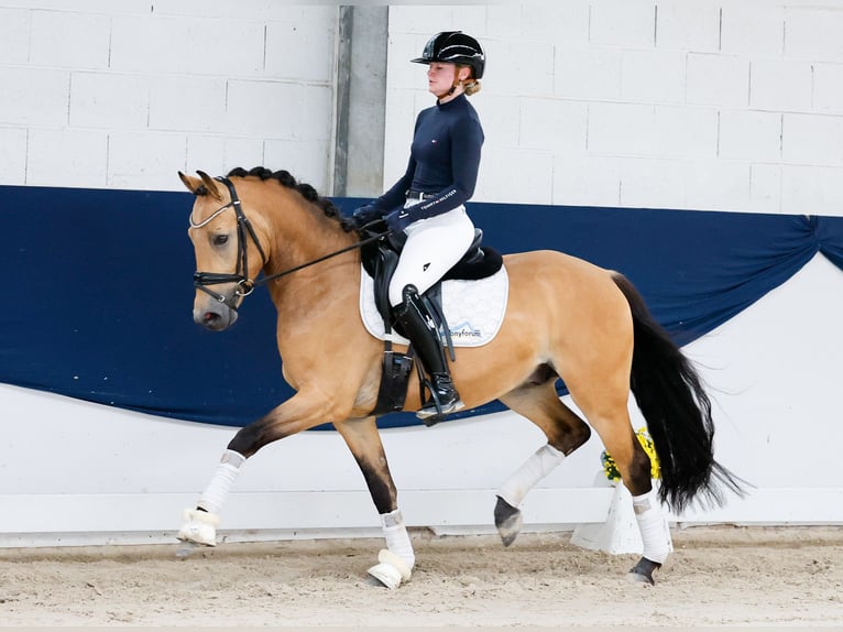 Duitse rijpony Hengst 3 Jaar 145 cm Falbe in Marsberg