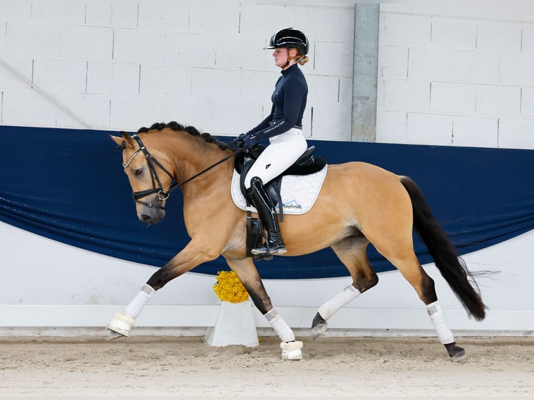 Duitse rijpony Hengst 3 Jaar 145 cm Falbe in Marsberg
