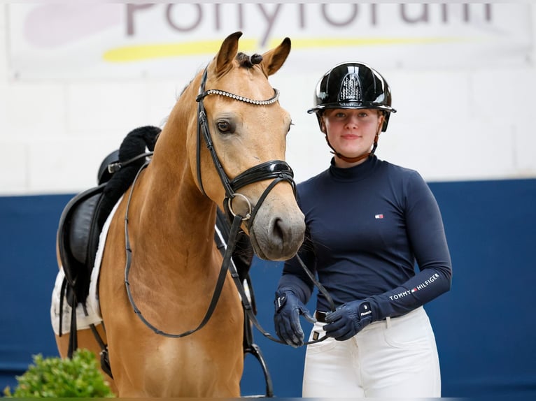 Duitse rijpony Hengst 3 Jaar 145 cm Falbe in Marsberg